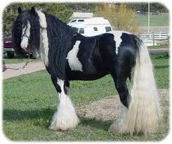 irish cob